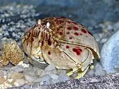 Calappa calappa, un Calappidae