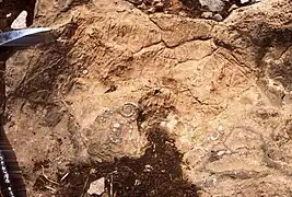 Ammonites et bélemnites déplacées par des courants de marées ou tempêtes sur le platier supratidal, sommet de cycle métrique. Lias moyen du Haut Atlas, Maroc.