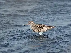 Bécasseau à queue pointue