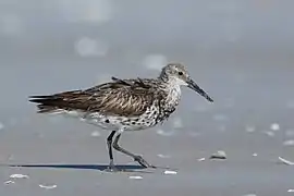 Photographie en couleurs d'un échassier au long bec acéré, aux plumes blanches et grises, ses pattes parcourant une étendue de sable gris.