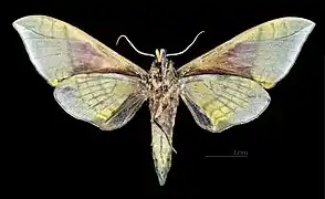 C. t. formosana - Revers (coll.MHNT)