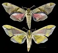 Callambulyx tatarinovii