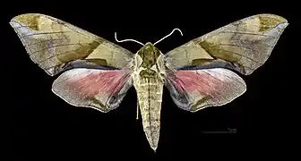 Avers de la femelle (coll.MHNT