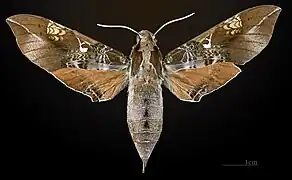 ♀