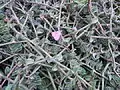 Callisia navicularis