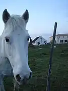 Ce cheval Camargue d'Aimargues a des oreilles courtes, écartées, et à la base large.