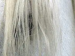 Détail sur le toupet au-dessus de l'œil.