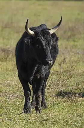 Image illustrative de l’article Camargue (race bovine)