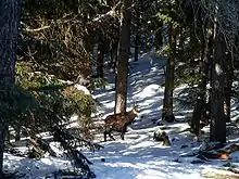 Un chamois près de Cogne.