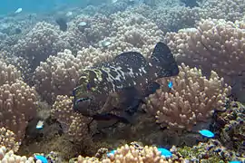 Epinephelus polyphekadion