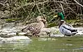 Couple de canard colvert dans le lit du ruisseau.