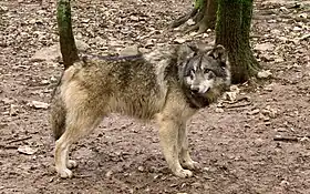 Image illustrative de l’article Parc animalier de Gramat