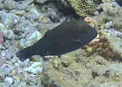 Canthigaster amboinensis
