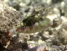 Canthigaster bennetti