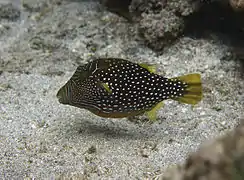 Canthigaster natalensis