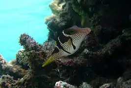 Canthigaster valentini