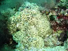 Cladocora caespitosa (Caryophylliidae).