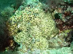 Cladocora caespitosa (incertae sedis)