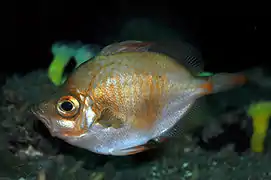 Capros aper (Caproidae)