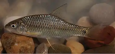 Carasobarbus kosswigi