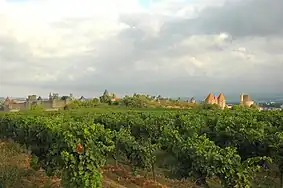 Le vignoble d'Oc au pied de la cité de Carcassonne.