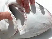 Vue sur la gueule d'un requin entrouverte. On peut voir de fines dents sur la mâchoire inférieure.