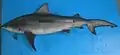 Requin balestrine Carcharhinus amboinensis