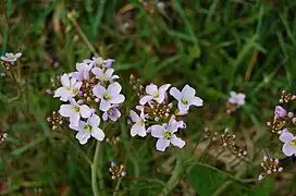 Cardamine des prés, Le Tholy.