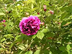 'Cardinal de Richelieu'