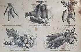 diverses variétés rouges.