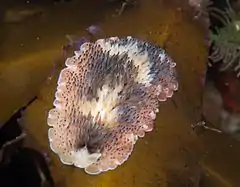 Thysanozoon brocchii