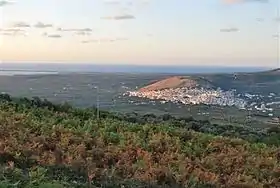 Carpino