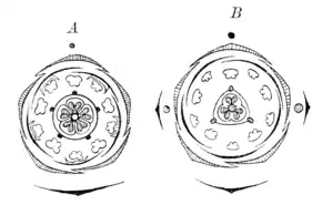 Androcée cyclique de Lychnis et de Silène