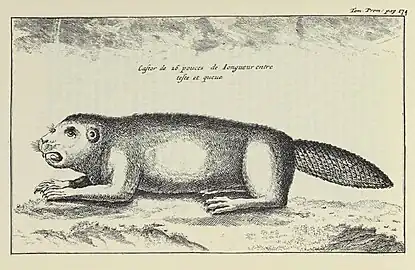 « Ces animaux semblent se parler & raisonner les uns avec les autres par certains tons plaintifs non articulez. »