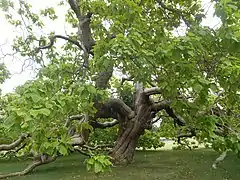 Catalpa dans le parc.