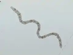 Catenula lemnae, un Catenulida