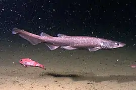 Apristurus laurussonii