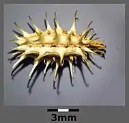 Fruit sec en gros plan chargé d'aiguillons.