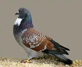 Pigeon cauchois
