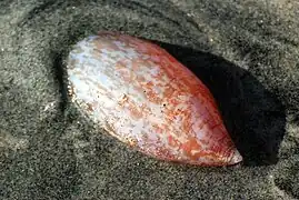 Caudina arenicola aux États-Unis.