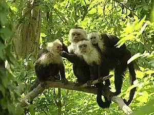 4 singes installés sur une branche