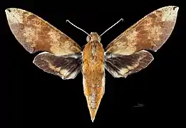 Avers de la femelle(coll.MHNT)