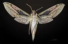 Cechenena lineosa ♂ △ MHNT