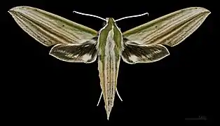 Cechenena lineosa ♀ MHNT