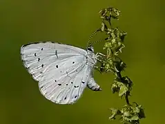 Celastrina argiolus