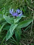 Centaurée des montagnes vers les Spitzkoepfe.
