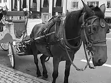 Attelage avec un Collier d'épaule