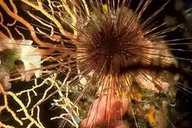 Oursin-diadème de Méditerranée (Centrostephanus longispinus).