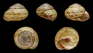 Cepaea sylvatica
