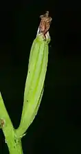 Macrophotographie en couleurs d'un fruit vert et allongé tordu sur lui-même et surmonté de petits pétales séchés bruns.